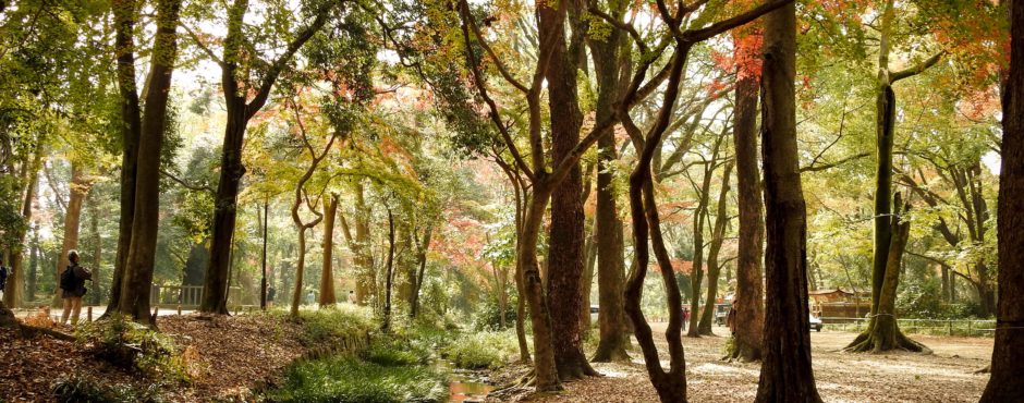 Kyoto private guide ' Shimogamo Shrine